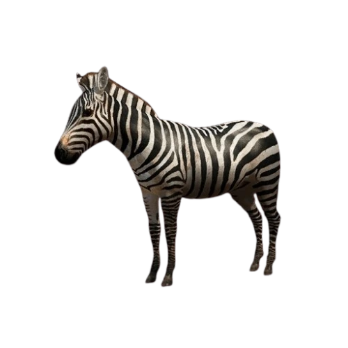 Grant's Zebra